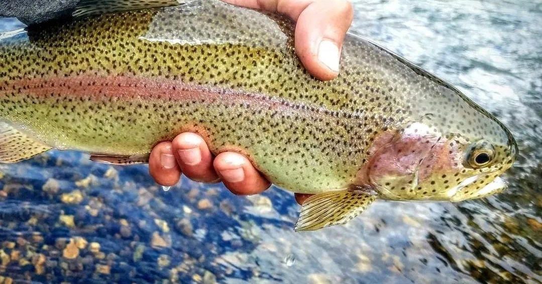 Get Hooked on Fly Fishing In and Around Red River | Red River, NM