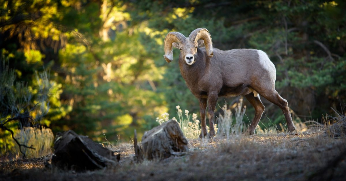 Nearby Adventures | Red River, NM
